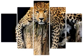 Obraz - Gepard (150x105 cm)