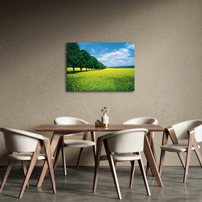 Obraz poľa s alejou (70x50 cm)