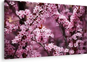 Obraz - Ružová sakura (90x60 cm)