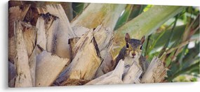 Obraz veveričky na strome (120x50 cm)