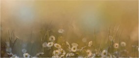 Obraz - Olejomaľba sedmokrások (120x50 cm)