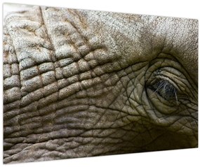 Obraz - Detailné fotografie starého slonieho oka (90x60 cm)