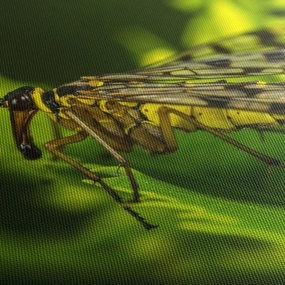 Obraz hmyzu (150x105 cm)