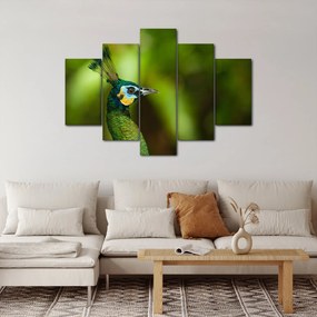 Obraz páva (150x105 cm)