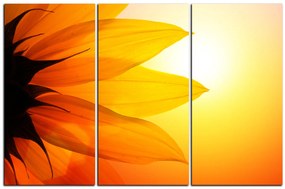 Obraz na plátne - Slnečnica kvet 1201B (90x60 cm  )