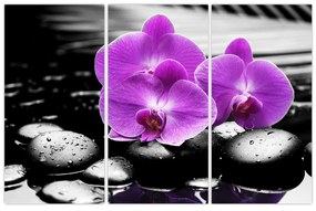 Obraz orchideí
