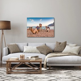 Obraz tiav (70x50 cm)
