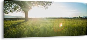 Obraz letnej lúky (120x50 cm)