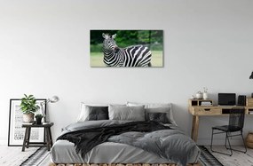 Sklenený obraz Zebra box 125x50 cm