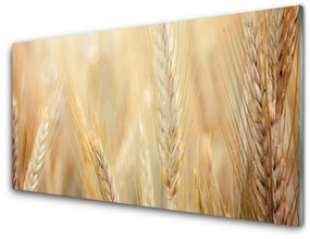 Obraz plexi Pšenica rastlina príroda 140x70 cm