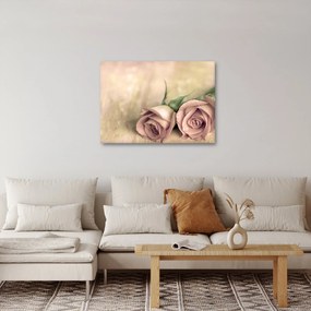 Obraz - Jemné ruže (70x50 cm)