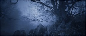 Obraz temného lesa (120x50 cm)