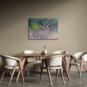 Obraz - Detail traviny (70x50 cm)