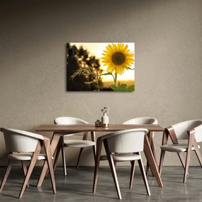 Obraz slnečnice (70x50 cm)