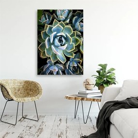 Obraz na plátně Květina Sukulentní příroda - 70x100 cm
