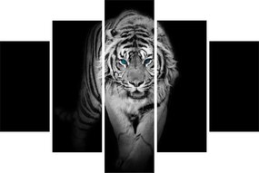 Obraz - Tiger s modrými očami (150x105 cm)