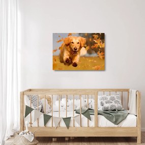 Sklenený obraz - Zlatý retriever (70x50 cm)