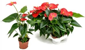 Anthurium andreanum Bambino red pots.9 v.30 cm