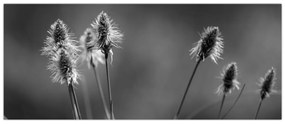 Obraz - Béžová soft grass N⁰2 (120x50 cm)