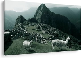 Obraz - Lamy na Machu Picchu v Peru (90x60 cm)