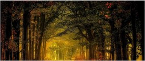 Obraz lesu (120x50 cm)