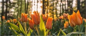 Obraz - kvety tulipánov (120x50 cm)