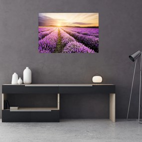 Obraz - Východ slnka v levanduľovom poli (90x60 cm)