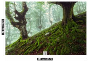 Fototapeta Vliesová Buk lesný 250x104 cm