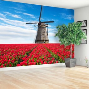 Fototapeta Vliesová Veterný mlyn tulipány 104x70 cm