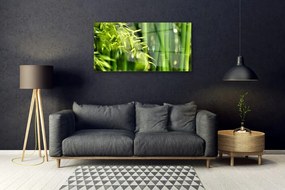 Skleneny obraz Bambus listy rastlina 125x50 cm