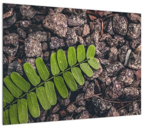 Sklenený obraz zelenej rastliny (70x50 cm)