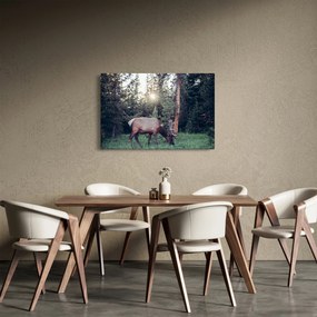 Obraz - Sob na čistine (90x60 cm)