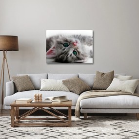Obraz - Mačka so zelenými očami (70x50 cm)