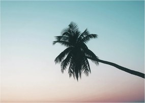 Obraz - Palma na Bali (70x50 cm)
