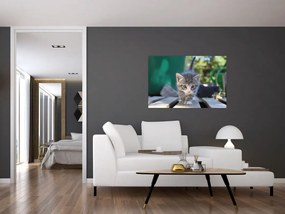 Obraz mačiatka (90x60 cm)