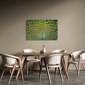 Obraz - Páv (90x60 cm)