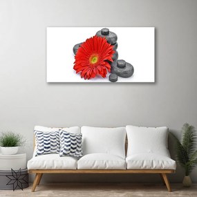 Obraz Canvas Kvety gerbery kamene zen 120x60 cm