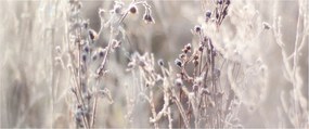 Obraz - Rastlina (120x50 cm)
