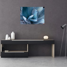 Sklenený obraz - Agáve (70x50 cm)
