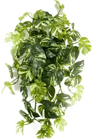 Monstera hanging bush green/yellow 50 cm