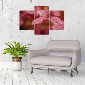 Obraz - Makro snímka lístka (90x60 cm)