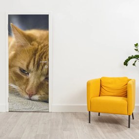 Fototapeta na dvere - Mačky (95x205cm)