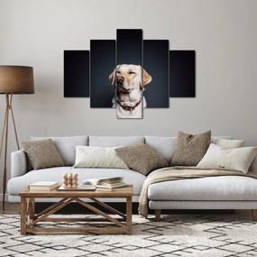 Obraz labradora (150x105 cm)