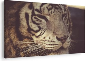Obraz tigra (90x60 cm)