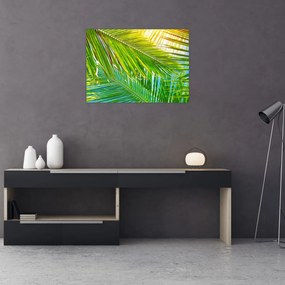 Sklenený obraz - Palmové listy (70x50 cm)