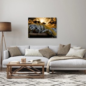Sklenený obraz spiaceho tigra (70x50 cm)