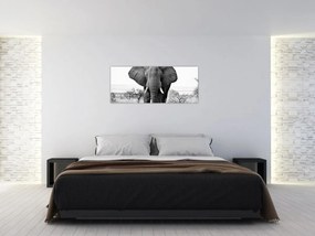 Obraz - Slon africký II. (120x50 cm)