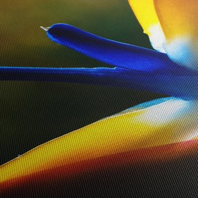 Obraz - Exotický kvet (90x60 cm)