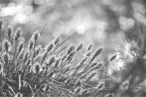Obraz - Béžová soft grass N⁰1 (90x60 cm)