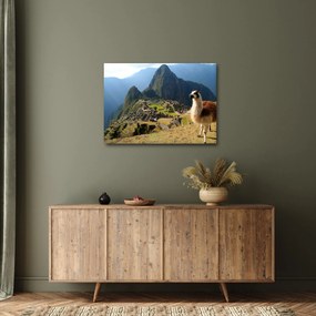 Obrázok - Lama a Machu Picchu (70x50 cm)